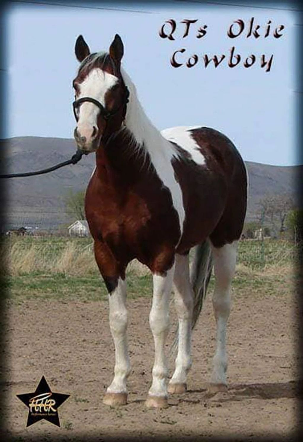 QTs Okie Cowboy