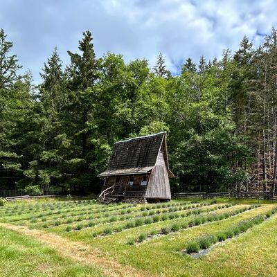 Ravencroft Farm is a lavender and herb farm located on Mayne Island in British Columbia Canada