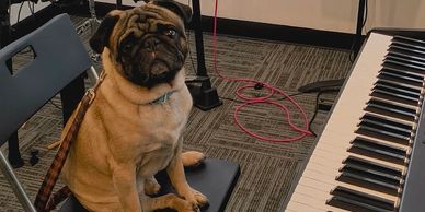 Pug sitting on a chair beside a piano.