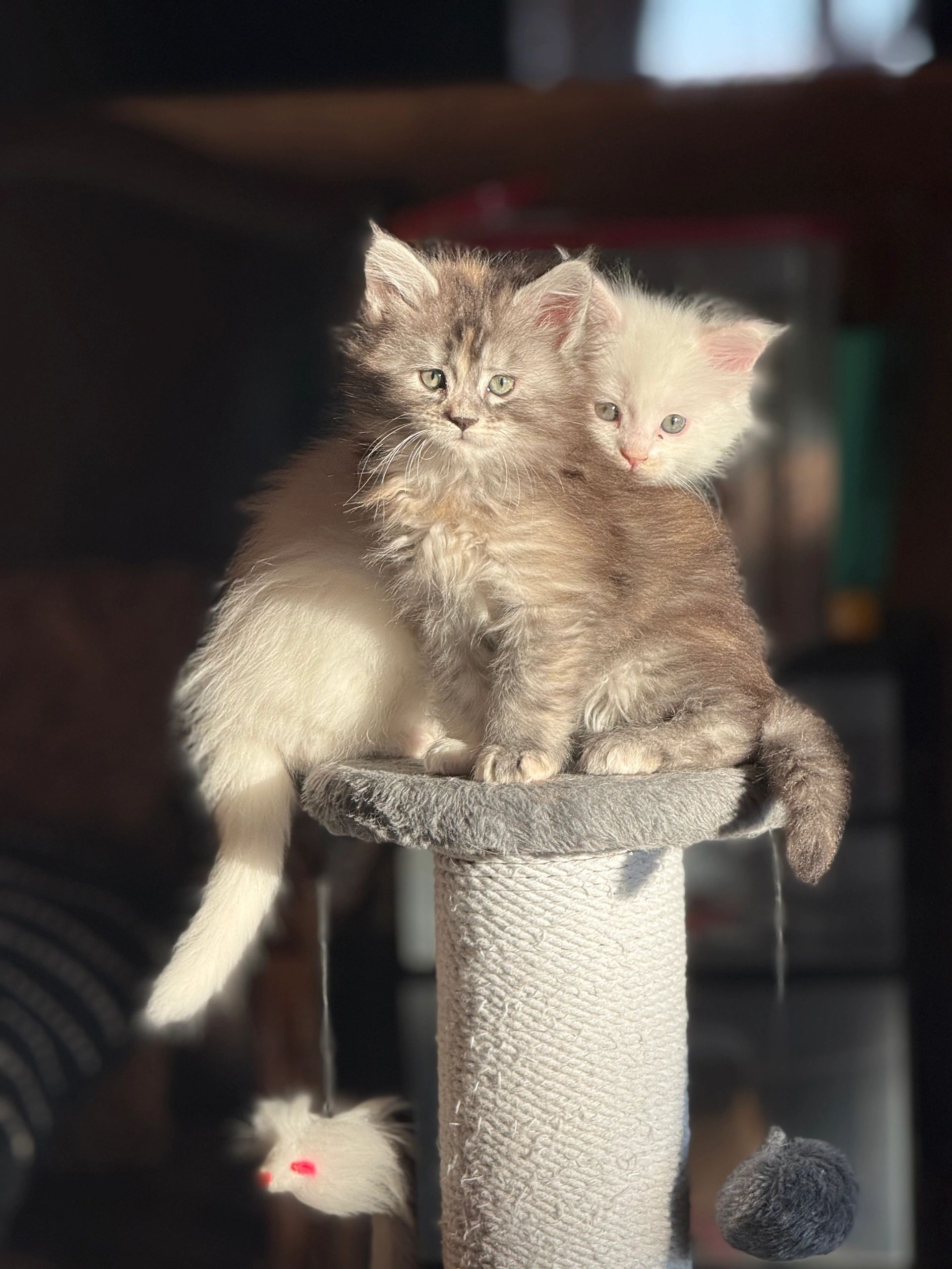 Black smoke tortie and white females cuddling on a cat tree scratching post.