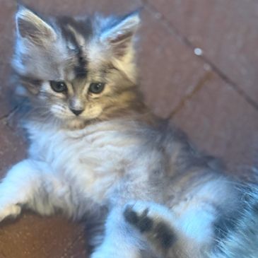 Fluffy gray kitten lying on a brick floor, looking curious.