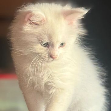 Fluffy white kitten perched on a gray cat tree, looking down thoughtfully.