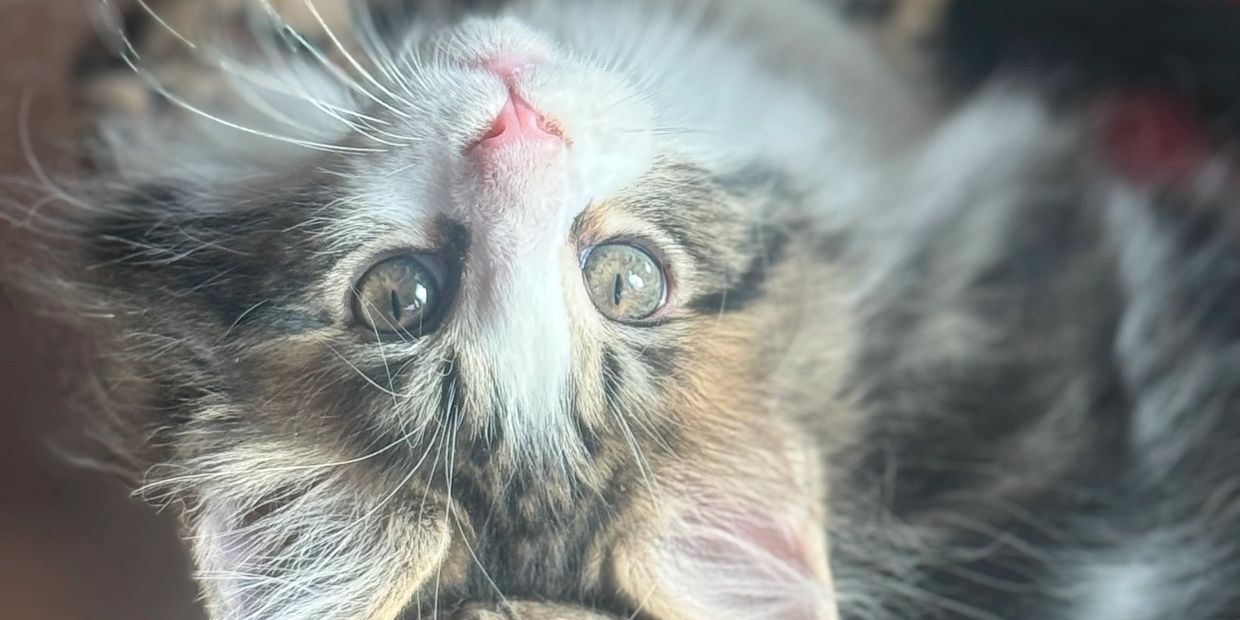 Close-up of an upside-down kitten with curious eyes and a pink nose.
