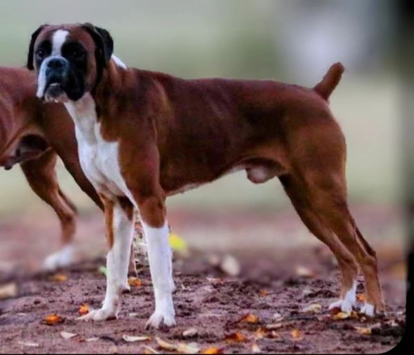 Boxer puppies