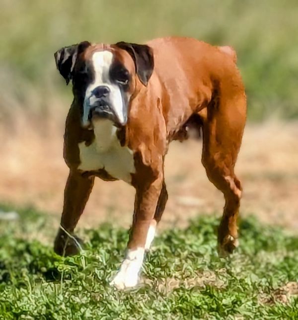 Fawn Boxer Female