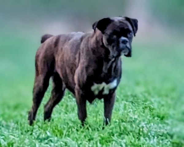 Brindle boxer puppies