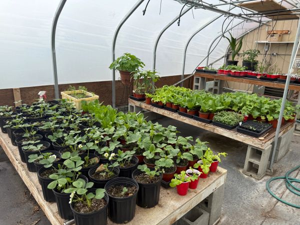 Young plants growing in pots inside a greenhouse with organized tables.