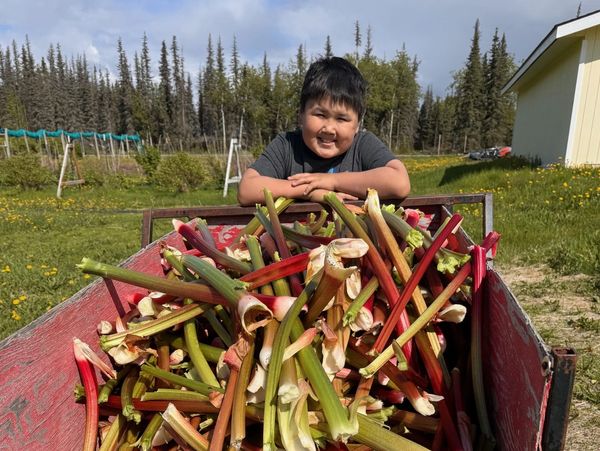 A child smiles behind a cart full of freshly harvested rhubarb outdoors.