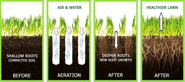 Shallow roots, Core Aeration, Deeper roots, Healthier Lawn.