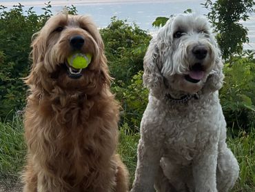 Two very good boys who are voting for Amy.