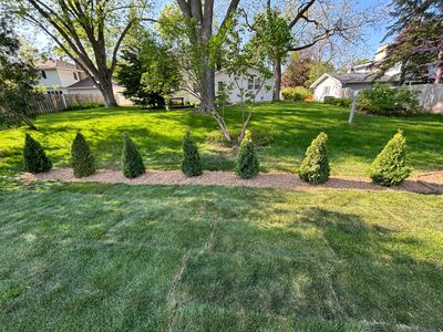 New Sod with Shrubs and Mulch