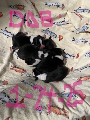 New Litter Born DOB 1/24/25