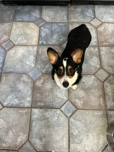 Missy DOB 5/10/2024 Spayed, All Shots, crate trained, very gentle.