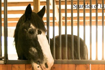 Shire horse named Duke in a wooden stall at Stillwater Ranch.