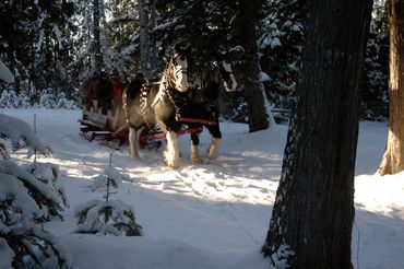 Horse-drawn sleigh ride through snowy woods at Stillwater Ranch.