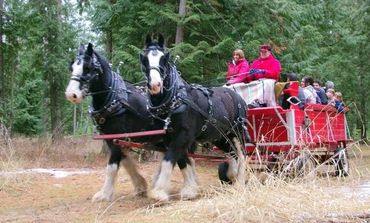 Shire horses pulling a red wagon with guests through a forest trail.