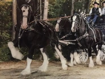 Team of black-and-white Shire horses pulling a carriage through a wooded path.