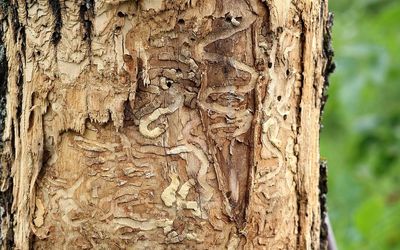 Emerald ash borer gallery.