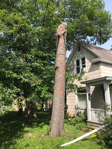 Wildlife tree