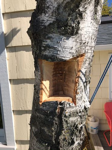 Habitat tree