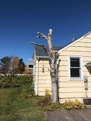 Habitat tree