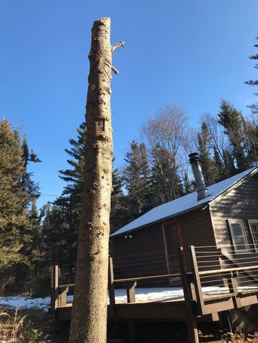 Wildlife tree