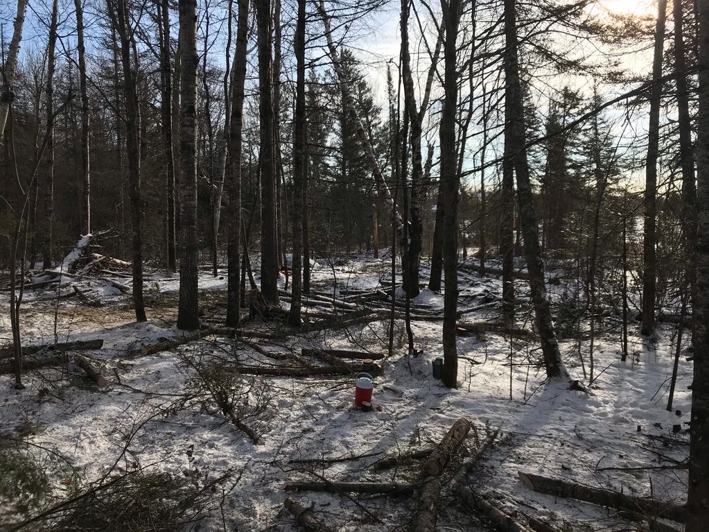 Thinned conifer stand