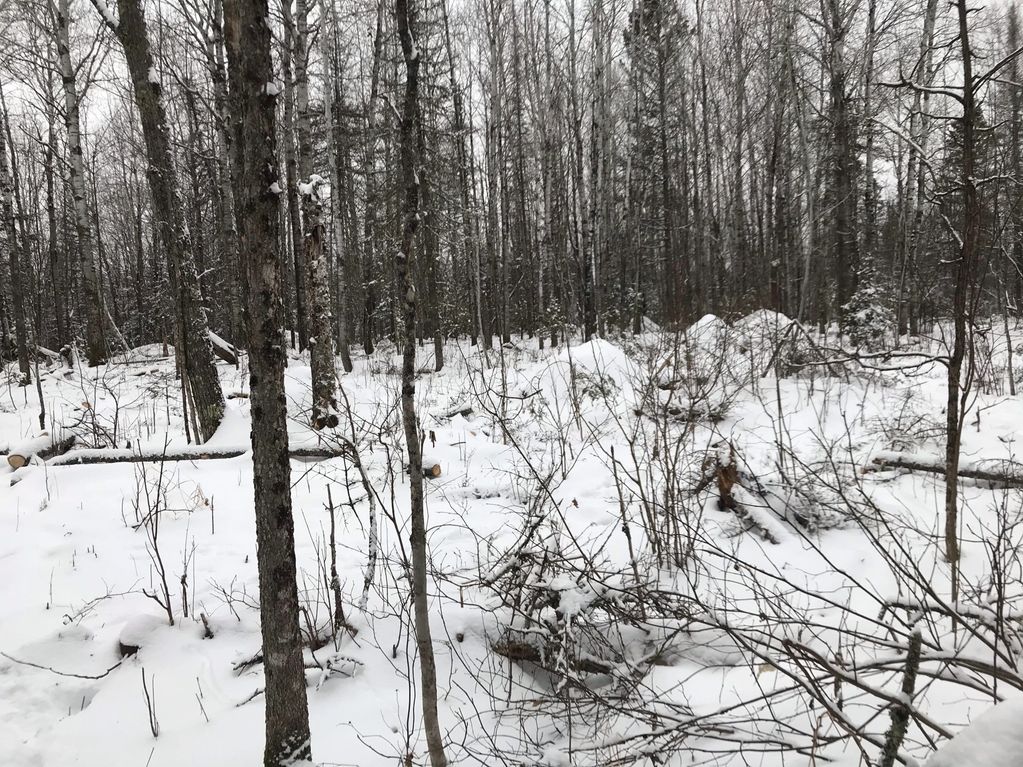Thinned conifer stand