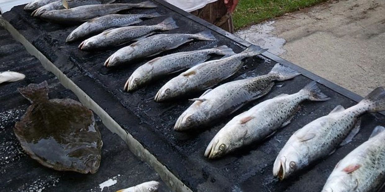 We caught a mess of fish.  Speckled trout are so much fun to catch.