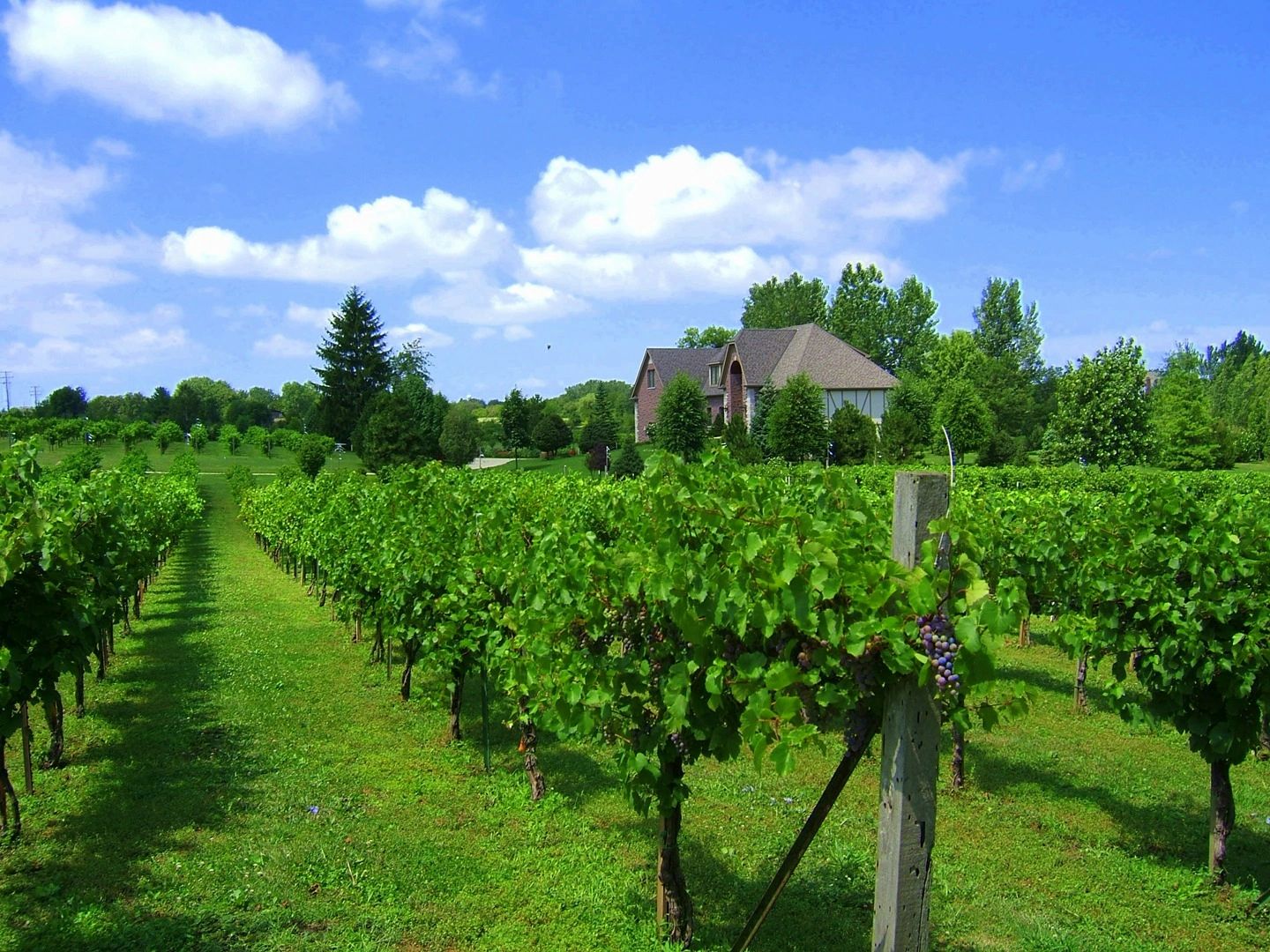 Vineyard and Winery - Valentino Vineyards Inc.