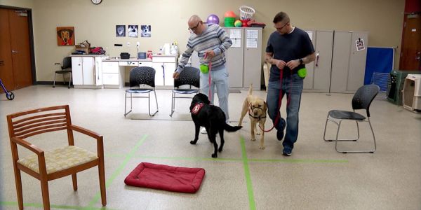Two men training dogs indoors with chairs and pet bed nearby.