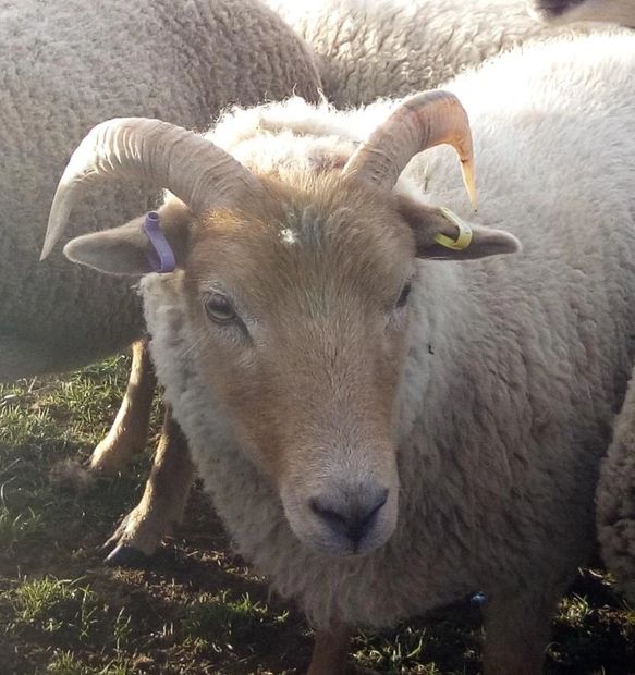 Portland sheep ewes and rams
