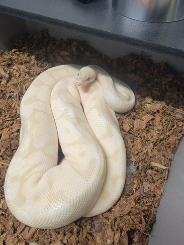 Banana lesser spider ball python