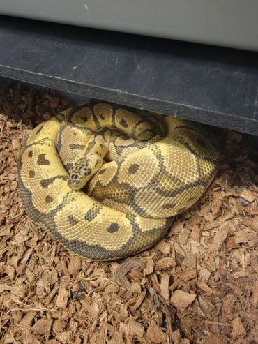 Clown ball python