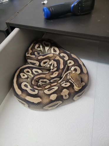 Mojave pastel ball python
