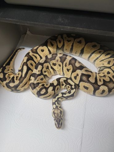 Super pastel ball python