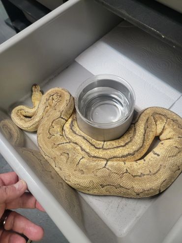 Pastel pinstripe ball python