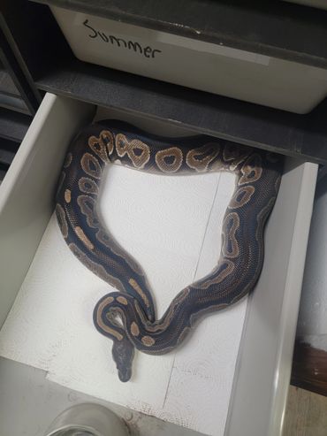 Cinnamon ball python