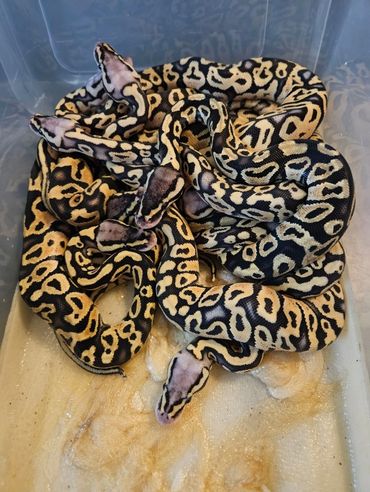 Baby pastels produced in house.