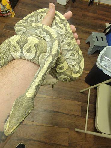 Mojave hypo/ ghost