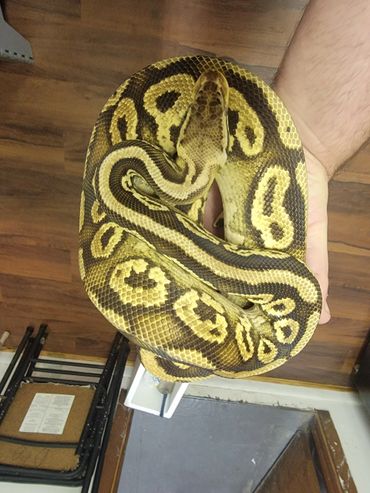 Pastel mahogany het clown ball python