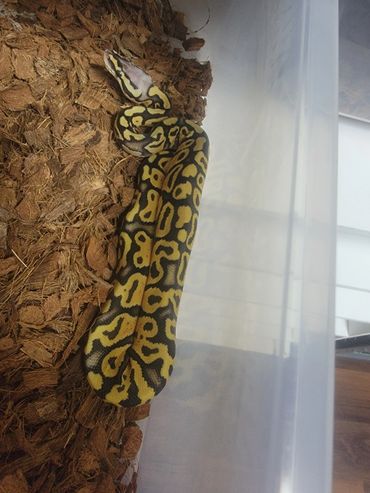 Super pastel het clown ball python