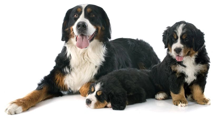 do bernese mountain dogs get along with other dogs