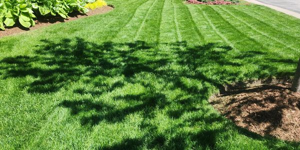Well-manicured lawn with tree shadows and striped mowing pattern.