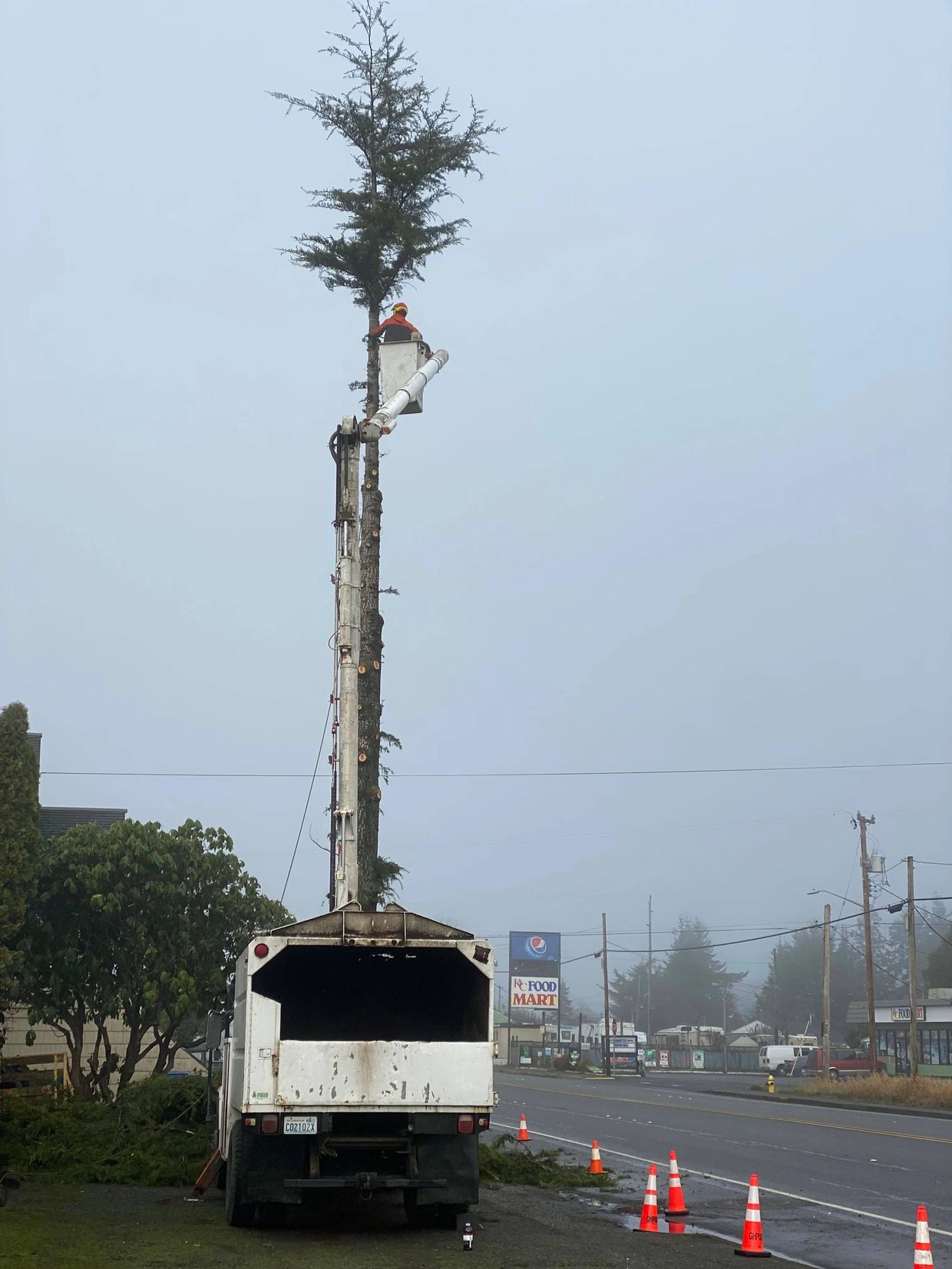 Worker trimming a tree using a bucket truck on a foggy day.