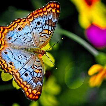 Butterfly, transformation, beauty, freedom, mindful, change, healing, restoration, creation, wonder