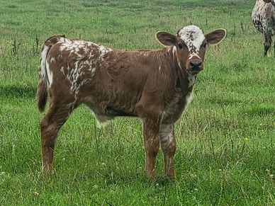 A young brown and white calf standing in a green grassy field.