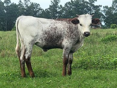A young cow with white and brown speckled fur stands on green grass.