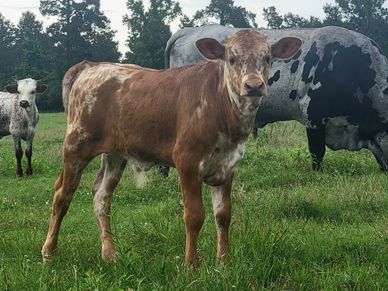 A brown calf standing on green grass with two other cows in the background.