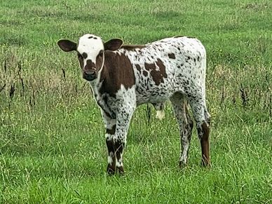 A spotted calf standing on green grass in a field.
